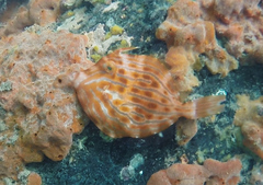 Eubalichthys mosaicus