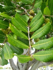 Cupaniopsis anacardioides