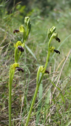 Ophrys fusca, photograph 6