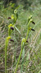 Ophrys fusca, photograph author not stated, no rights reserved