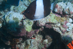 Hemitaurichthys zoster