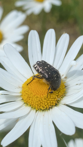 Mediterranean Spotted Chafer