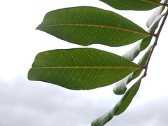 Cupaniopsis anacardioides