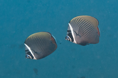 Chaetodon collare