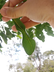 Cupaniopsis anacardioides