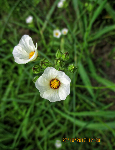 Flaxleaf Fanpetals