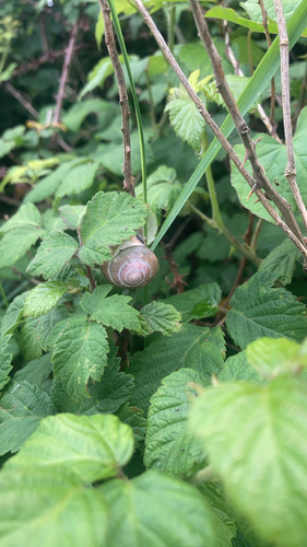 Brown-lipped Snail