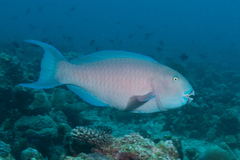 Chlorurus strongylocephalus