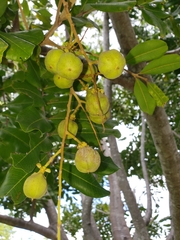 Cupaniopsis anacardioides