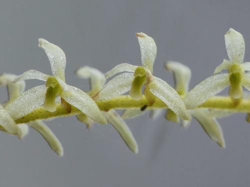 Coelogyne pallide-flavens, photograph 1