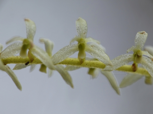 Coelogyne pallide-flavens, photograph 3