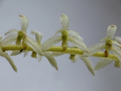 Coelogyne pallide-flavens, photograph Kai Squires, CC BY, iNaturalist via GBIF