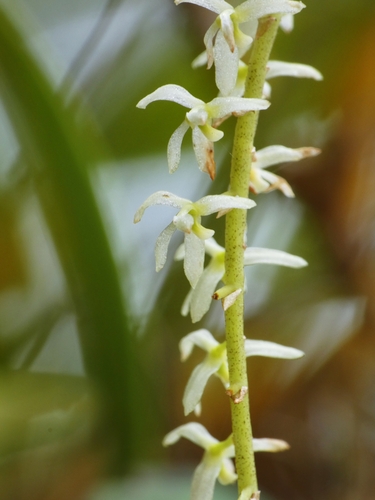 Coelogyne pallide-flavens, photograph 2