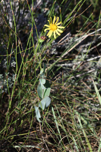 Othonna rufibarbis
