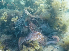 Macroctopus maorum