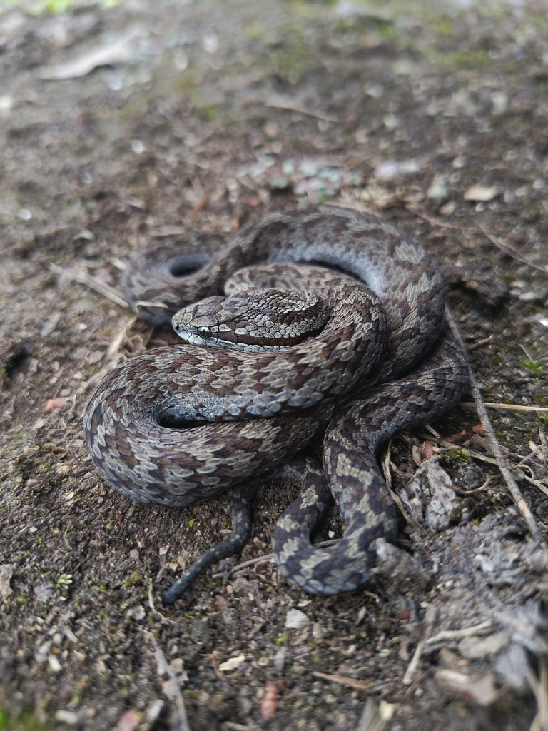 Glacier Pit Viper
