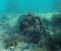 Macroctopus maorum
