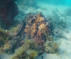 Macroctopus maorum