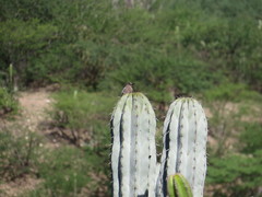 Pachycereus weberi