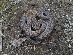 Glacier Pit Viper photo 3