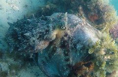 Macroctopus maorum