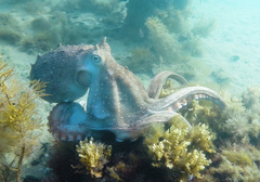 Macroctopus maorum