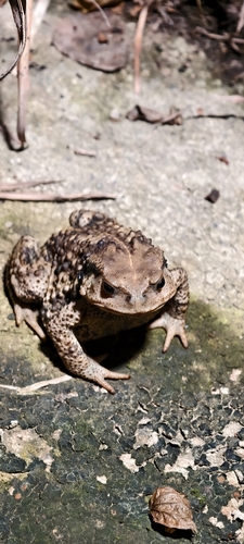 Asiatic Toad