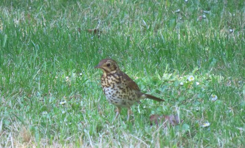 Song Thrush