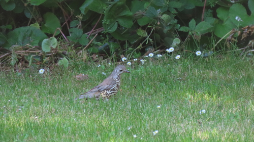 Mistle Thrush