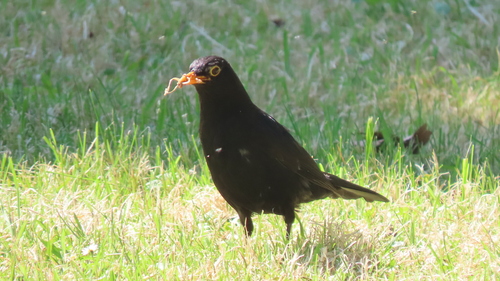 Eurasian Blackbird