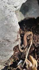 Podarcis muralis maculiventris