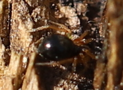 Pachygnatha