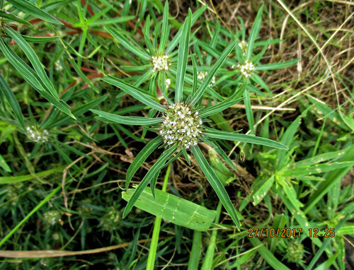 Spermacoce radiata