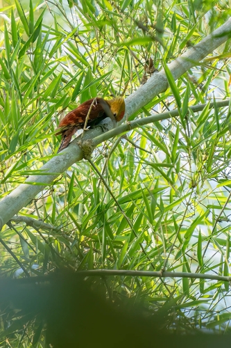 Pale-headed Woodpecker (Gecinulus grantia), photo 6