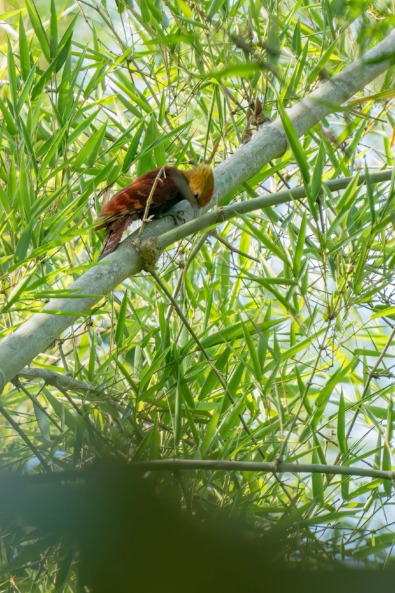 Pale-headed Woodpecker (Gecinulus grantia), photo 1
