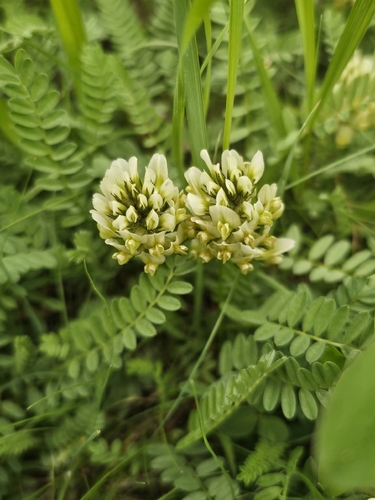 Astragalus hamosus, photograph 5