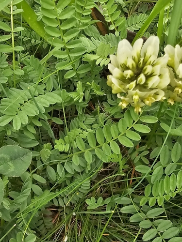 Astragalus hamosus, photograph 6