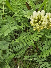 Astragalus hamosus, photograph author not stated, no rights reserved