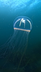 シロクラゲ