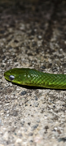 Chinese Green Snake