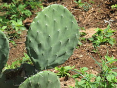 Opuntia robusta