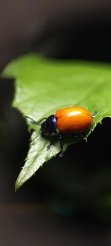 Humba cyanicollis