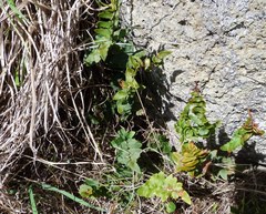 Pellaea calidirupium