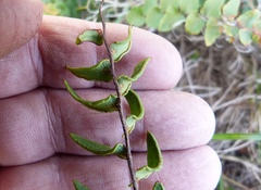 Pellaea calidirupium