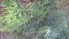 Asparagus virgatus