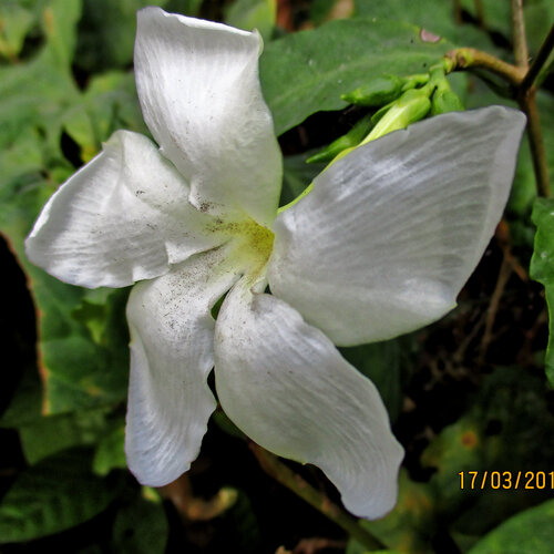 Callichilia barteri, photograph 2