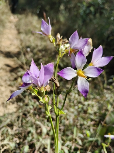 Exacum tetragonum observed 2026-01-23