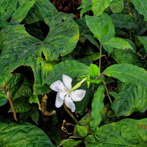Callichilia barteri, photograph 3