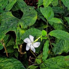 Callichilia barteri, photograph Philippe Hornus, CC BY, iNaturalist via GBIF