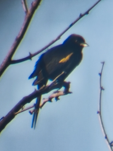 Variable Oriole